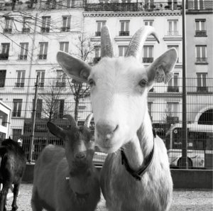 Photo : Simon Renou