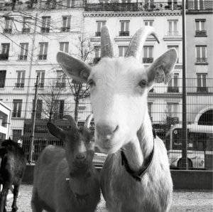 Photo : Simon Renou
